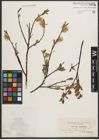Foto von Salix phylicifolia L.